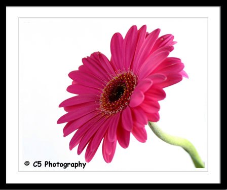 Gerber Daisy (Flower 11b) - 8x10 Matted Photograph