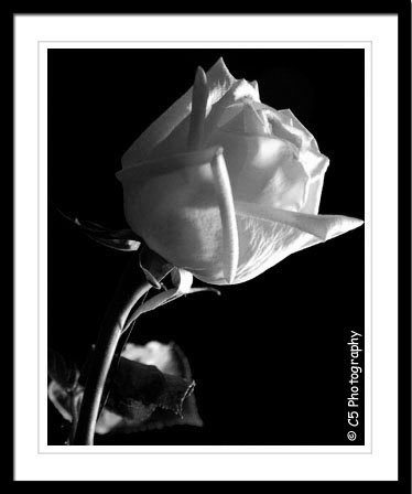 Rose (Flower 001) Black and White - 8 x 10 Matted Photograph