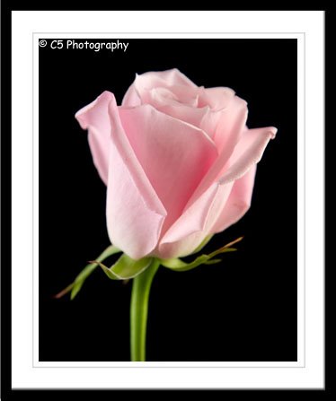 Pink Rose (Flower 050e) - 8x10 Matted Photograph
