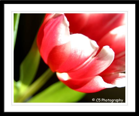 Tulip (Flower 25a) - 8 x 10 Matted Photograph
