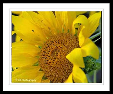 Yellow Sunflower 38a - 8 x 10 matted Photograph