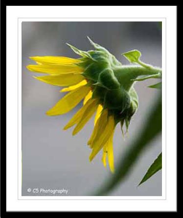 Yellow Sunflower 38b - 8 x 10 matted photo