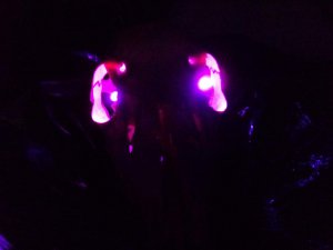 NEW! PINK LEDs Spooky Halloween LED eyes!