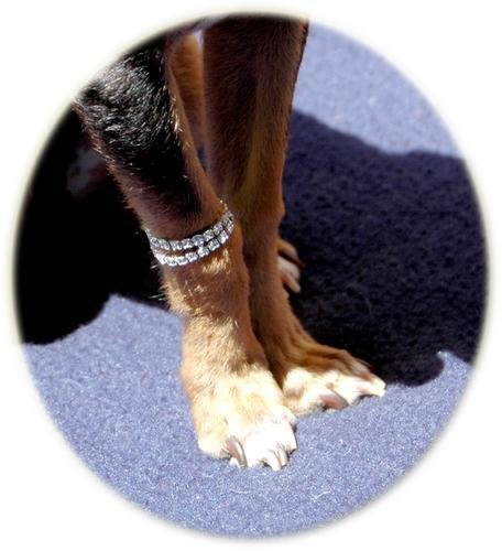 Bling Pooch Bracelet