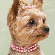Pink Pooch Pearls
