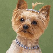 Bling Pooch Necklace