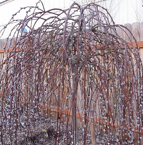 Salix Caprea Pendula Weeping Pussy Willow 10 Cuttings