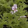 Geranium Bourbon (Pelargoneum graveolens)
