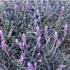 Lavender French (Lavandula dentata)