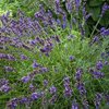 Lavender Population (Lavandula angustifolia)