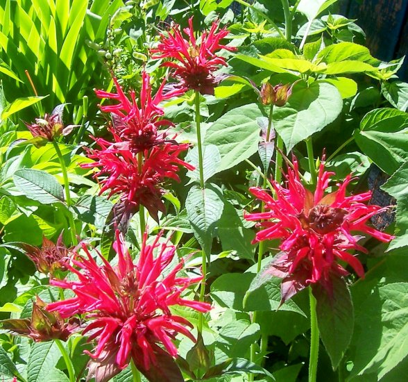 Gardenview Scarlet Bee Balm ( Monarda d x fistulosa ) - 1 live plant division ~gemsandstems.info~