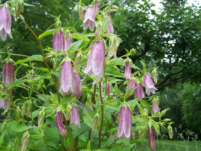 Japanese Bellflower ( Campanula ) 1 live plant division gemsandstems