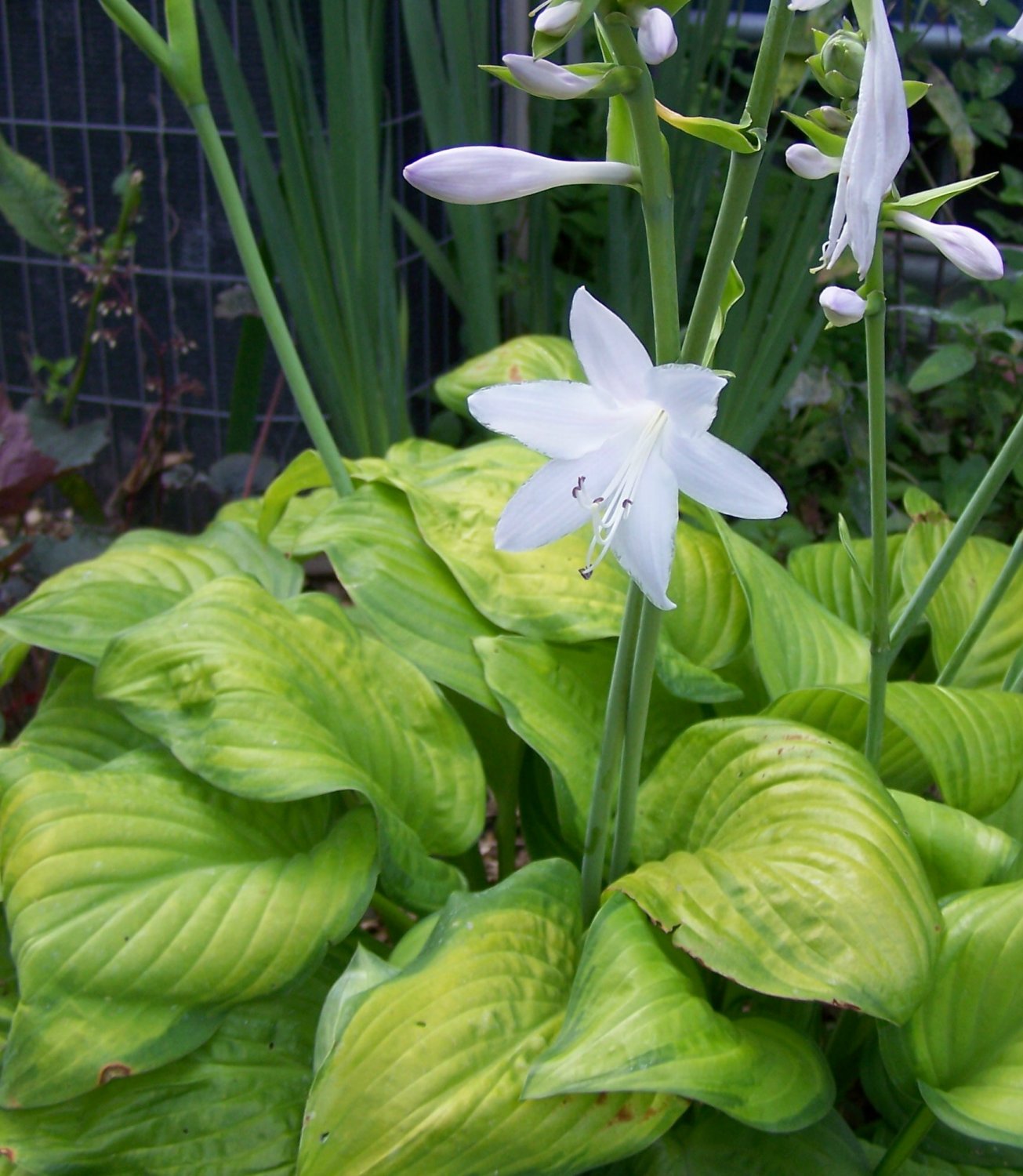 Guacamole ( Hosta plantaginea ) 1 live plant division