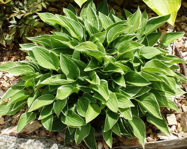 Allan P. McConnell ( Hosta ) - 1 live plant division ~gemsandstems.info~