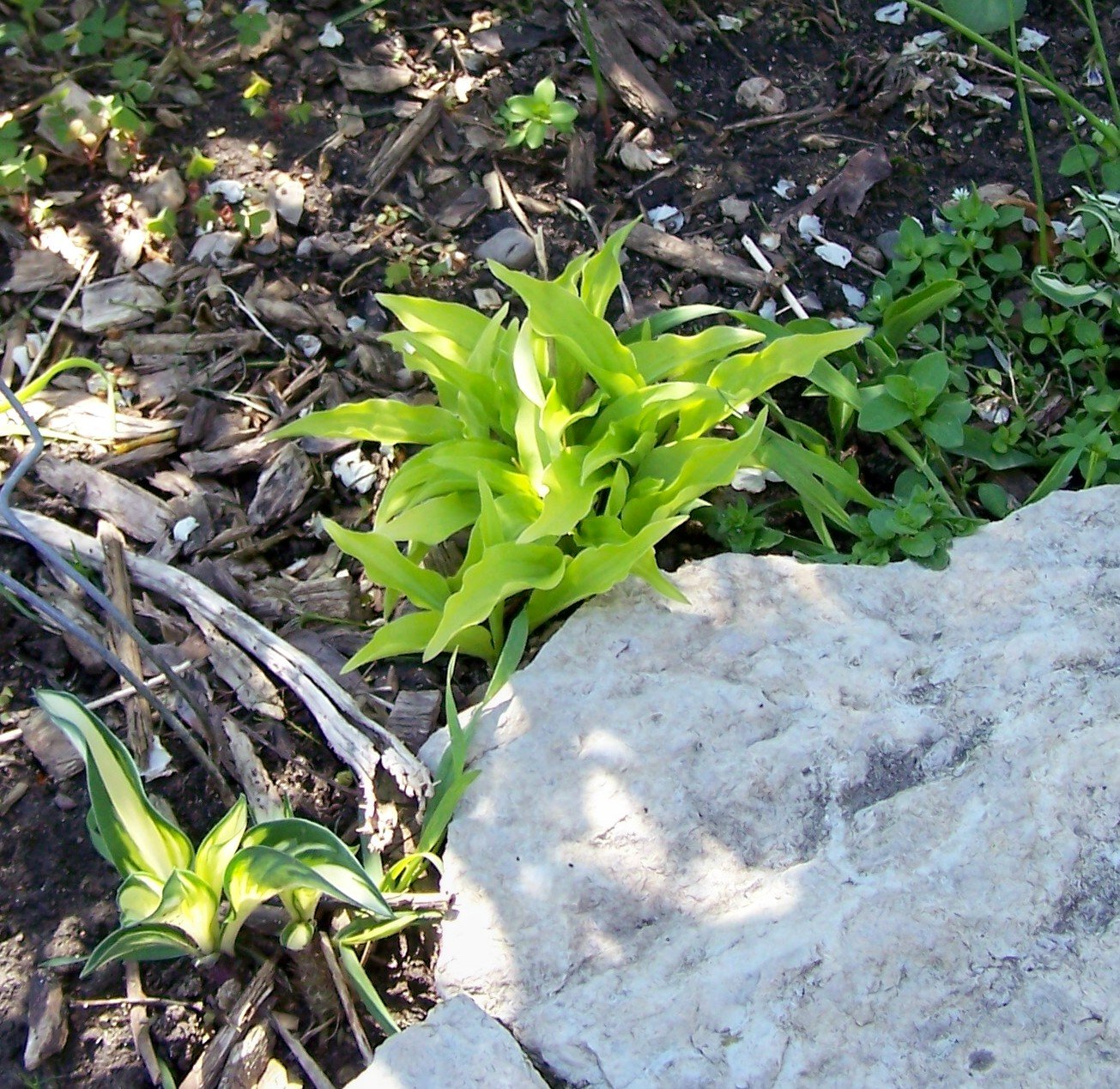 Lemon Lime ( Hosta ) - 1 live plant division ~gemsandstems.info~