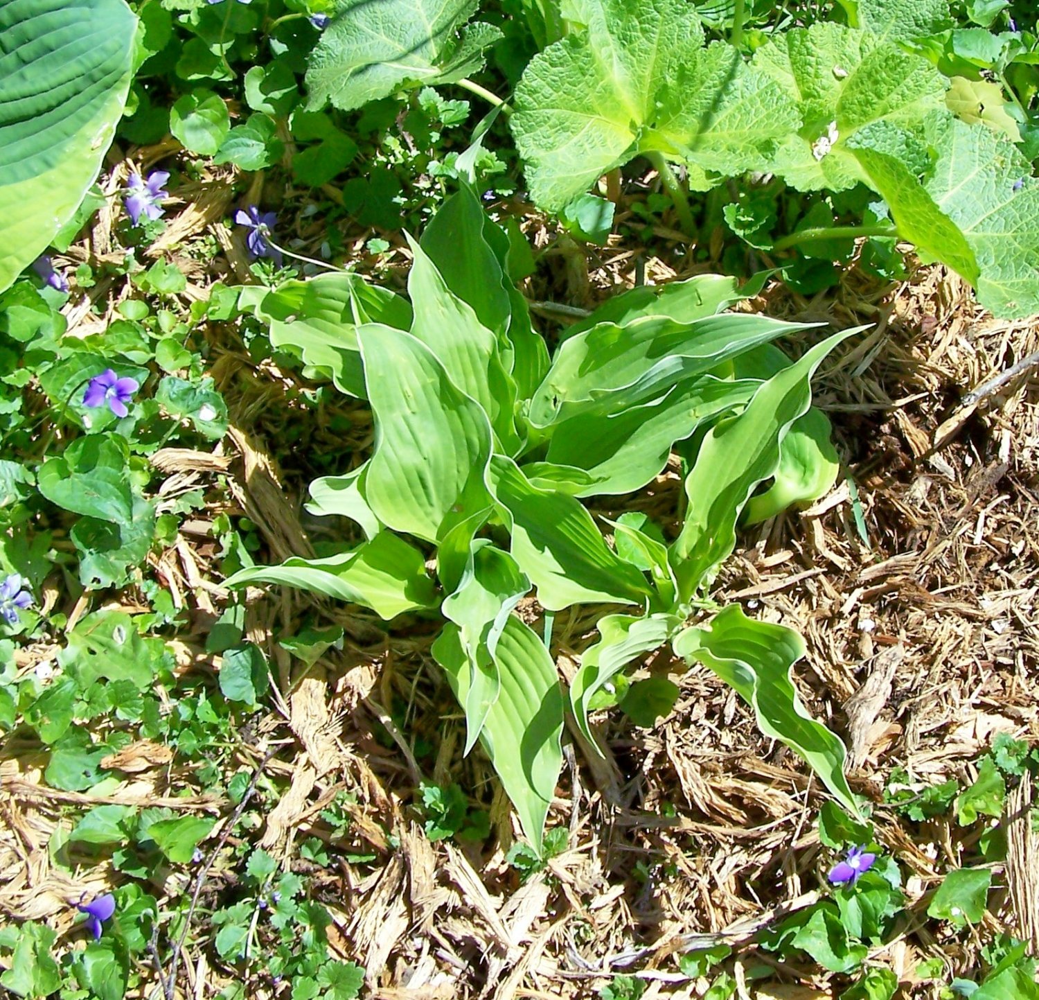 BRIDAL VEIL ( Hosta ) - 1 live plant division ~gemsandstems.info~