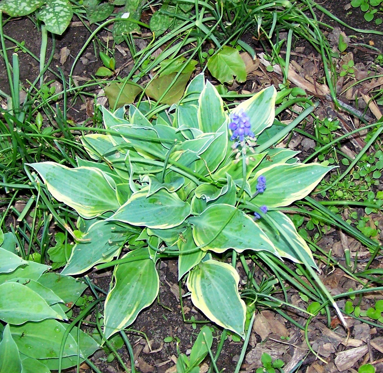 MY CLAIRE ( Hosta ) - 1 live plant division ~gemsandstems.info~