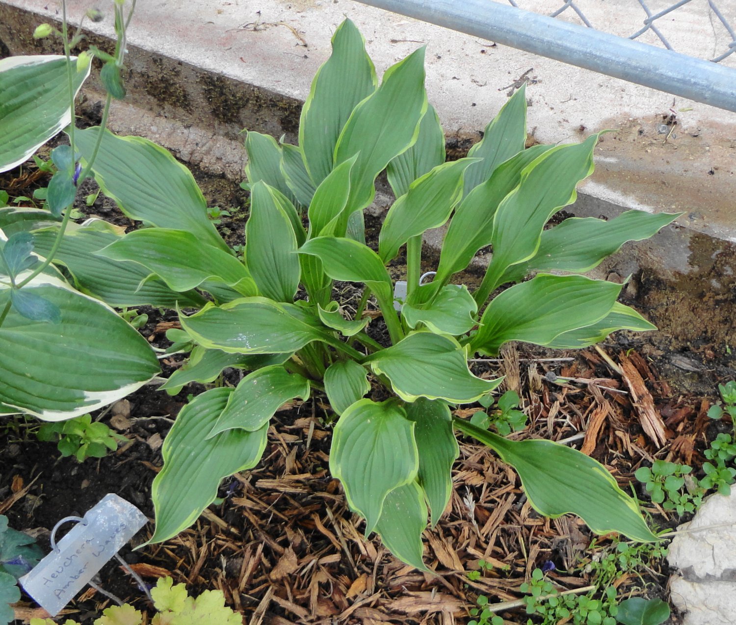SHELLEY'S ( Hosta ) - 1 live plant division ~gemsandstems.info~