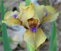Aladdin's Flame Dwarf Bearded ( Iris ) - 1 plant division ~gemsandstems.info~