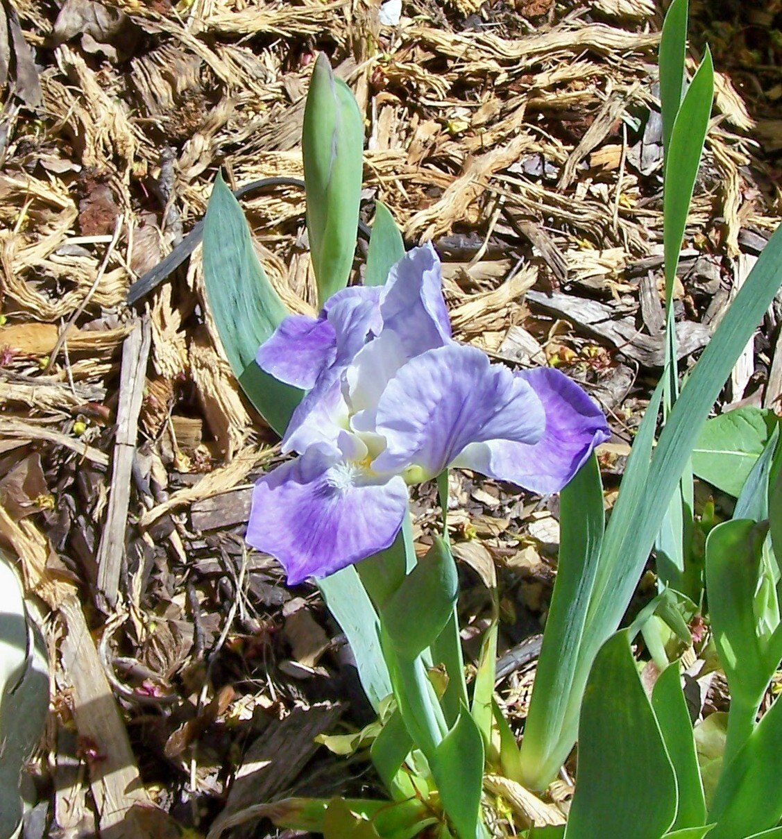Violet Lulu Dwarf Bearded ( Iris ) - 1 plant division ~gemsandstems.info~