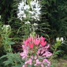 CLEOME Spider Flower ( Cleome hasslerana ) - 30 seeds  ~gemsandstems.info~
