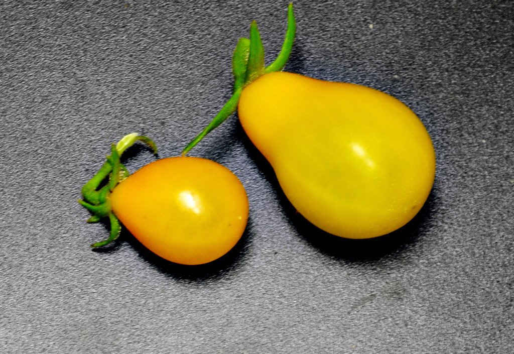 YELLOW PEAR Tomato ( Solanum lycopersicum ) - 15 seeds ~gemsandstems.info~