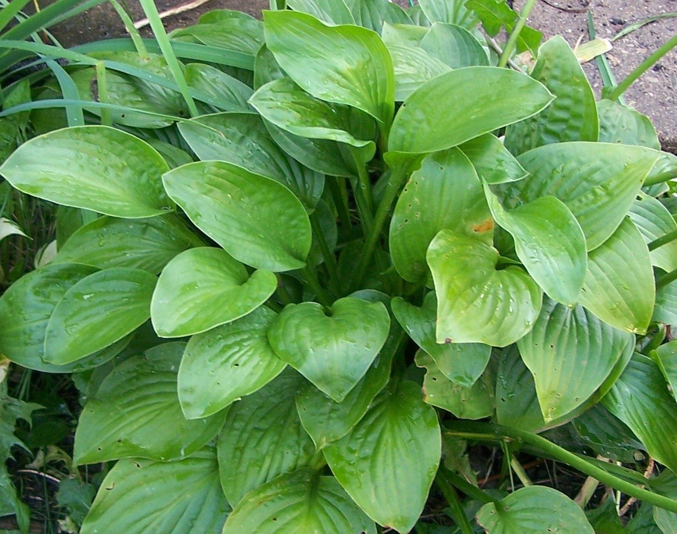 Live Plants HONEYBELLS Hosta Fragrant Blooms Hummingbirds! eBay