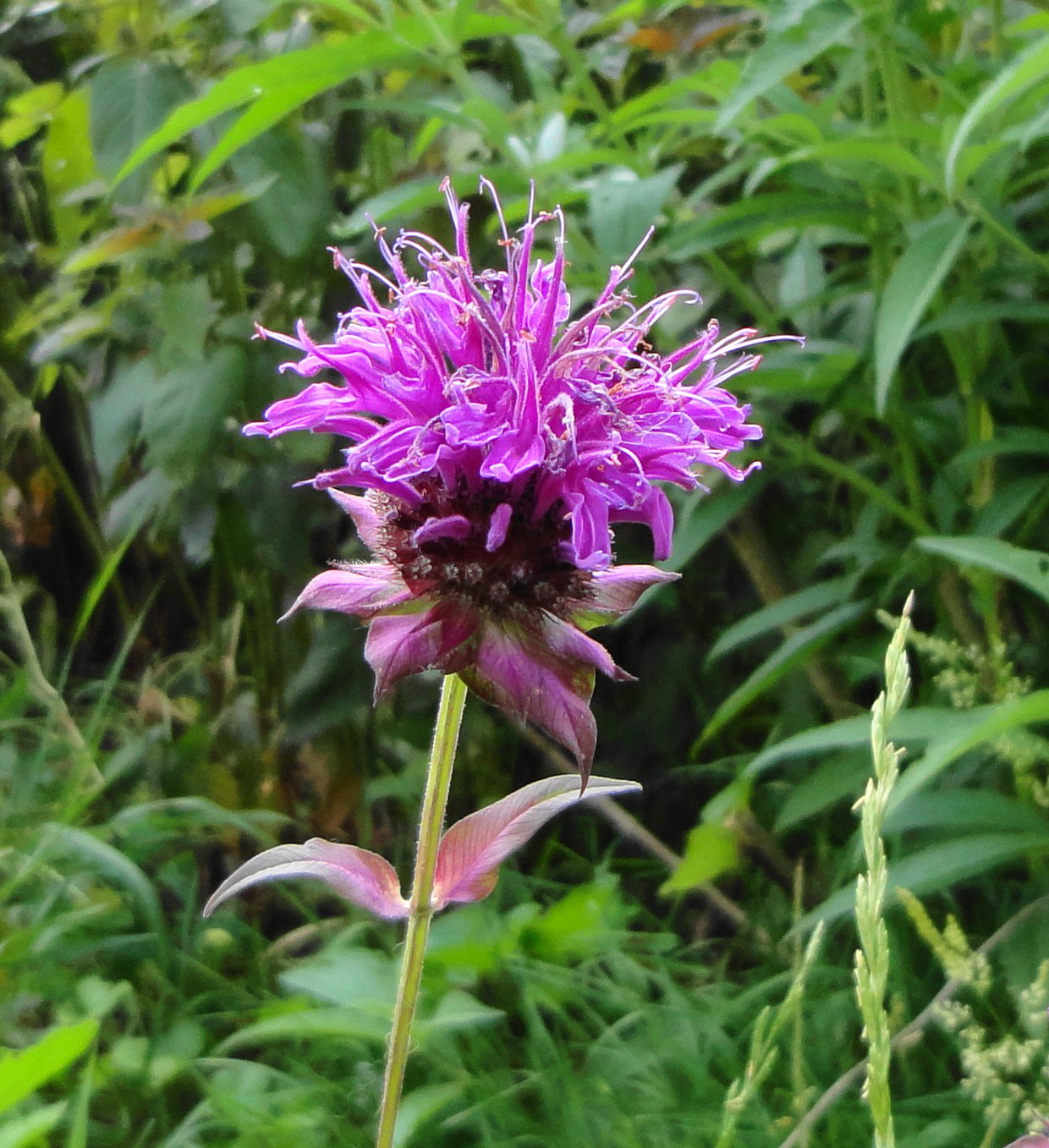 live plant violet queen monarda bee balm hummingbirds edible ebay live plant violet queen monarda bee balm hummingbirds edible ebay