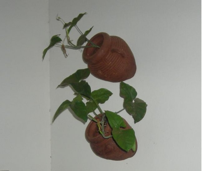 wall pots