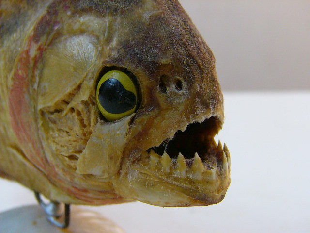 Piranha Taxidermy *dried, preserved, and mounted on a seashell stand* very old