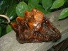 Prehistoric Mastodon Tooth - Museum Quality