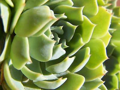 Succulent Print