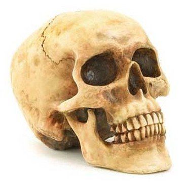3624500: Artistic Detailed Faux Human Skull - Your friends will think it's REAL!