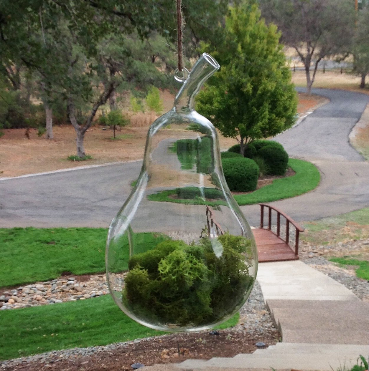 Pear Shaped Clear Glass Planter for Small Succulents, Air Plants or Rock Garden