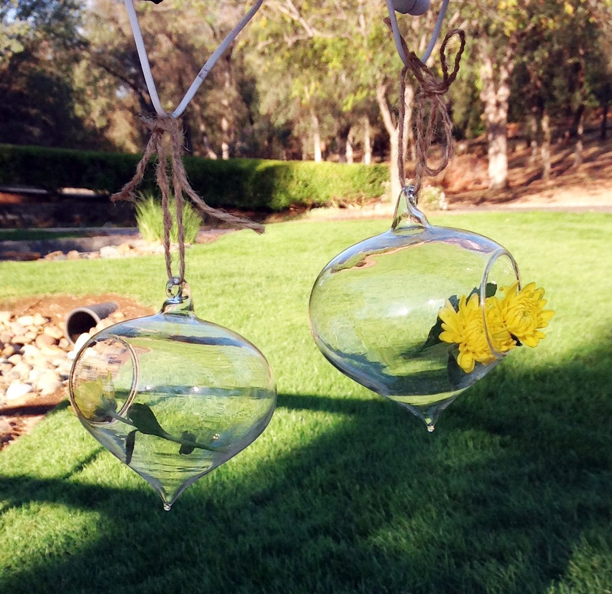 Set of 2 Delicate Turnip Shaped Glass Globes for Hydroculture or Fresh Cut Flowers