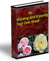 Growing Your Own Great Roses