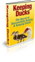 Keeping Ducks - The Secret to Successfully Raising & Keeping Ducks - Ebook