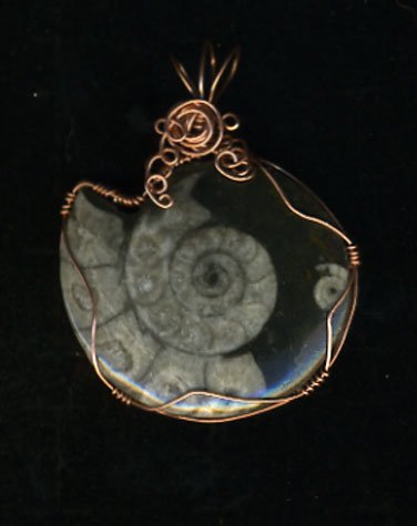Ammonite Fossil