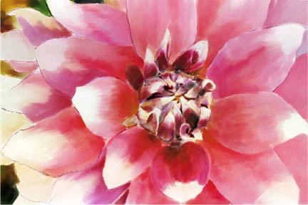 Hot Pink Dahlia - Box of 8 Greeting Cards (5 inch by 7 inch) come with 8 envelopes (blank inside)