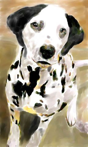 Dalmatian - Box of 8 5-inch by 7-inch Watercolor greeting cards with 8 envelopes