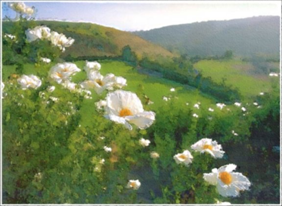 Matilija Poppies - Box of 8 Greeting Cards (5 inch by 7 inch) come with 8 envelopes (blank inside)