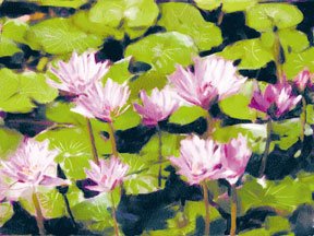 Waterlillies - Box of 8 Greeting Cards (5 inch by 7 inch) come with 8 envelopes (blank inside)