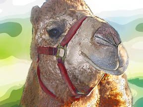 Camel - Animal Art - Greeting Cards - 8 5-inch by 7-inch cards w 8 envelopes