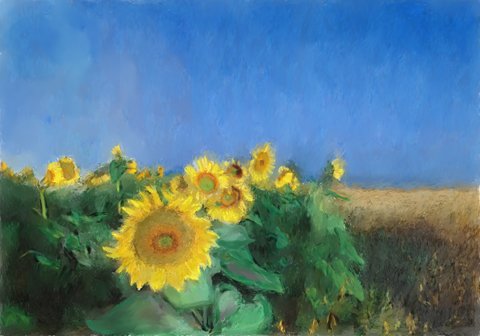 Sunflowers in Tuscany - Oil Painting - quality printed on 8 5-inch by 7-inch greeting cards