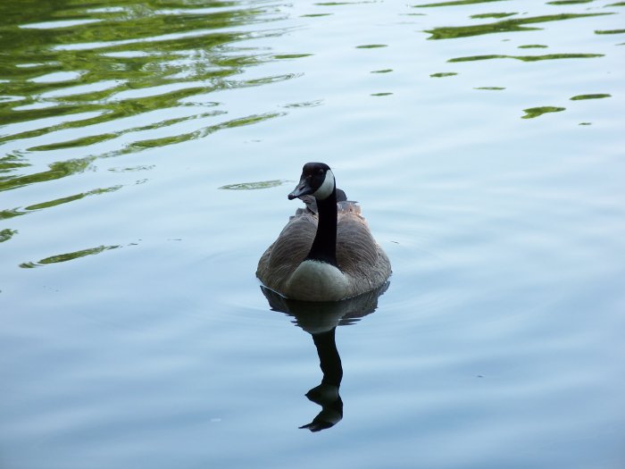 Duck Stock Photograph