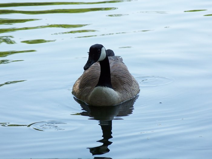Duck Stock Photograph