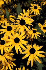 Daisy
