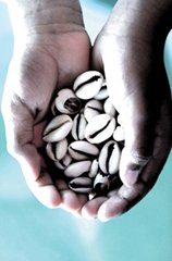 Cowry Shells
