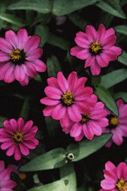 Pink & Green