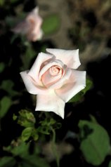 Pink Rose